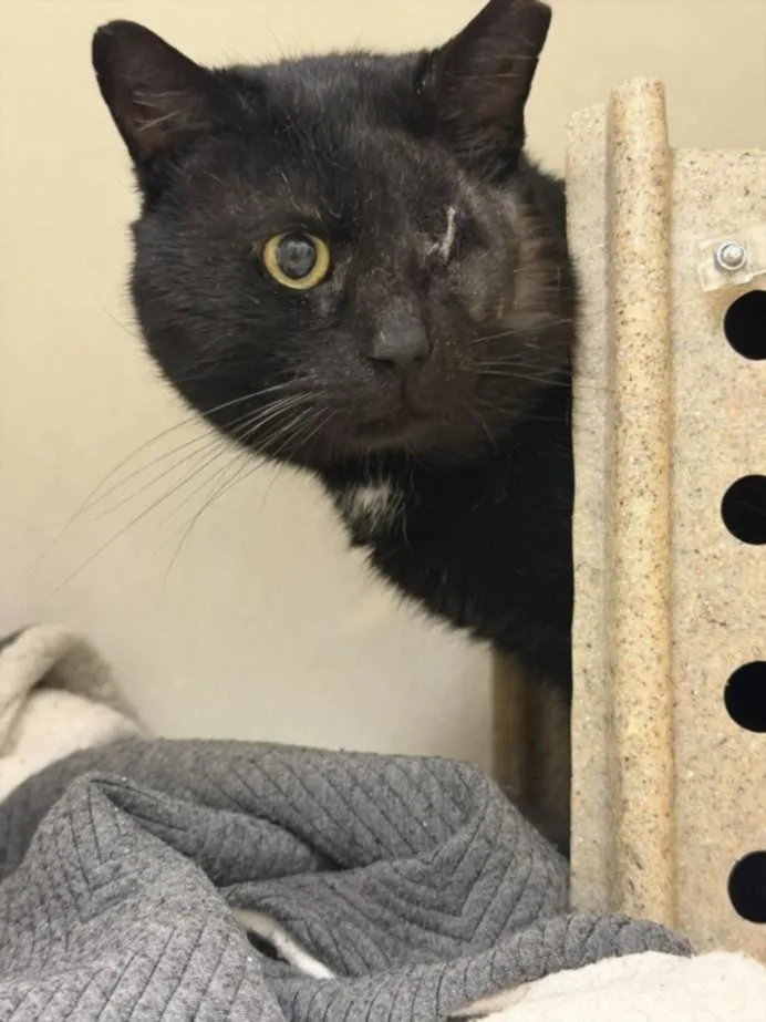 An adult large-sized male Domestic Short Hair cat named Felix for adoption in Hagerstown, MD