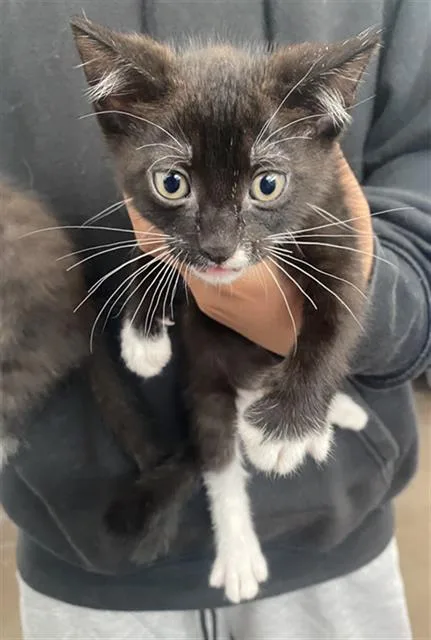 A baby medium-sized male Domestic Short Hair cat named Pepper for adoption in Dallas, TX