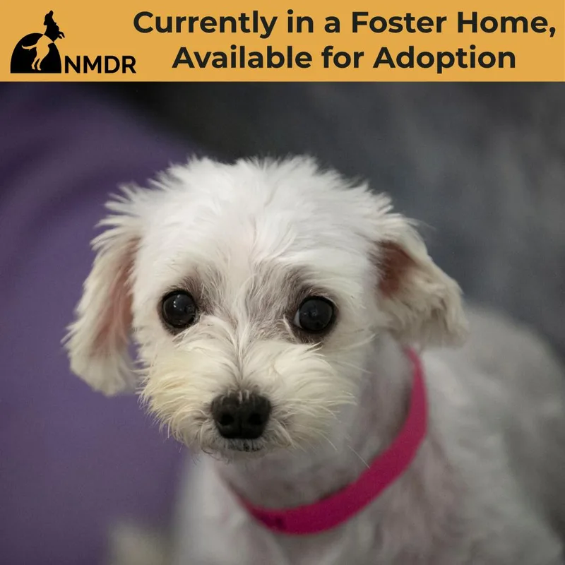 A senior small-sized female Maltese dog named Angel MY for adoption in Peyton, CO