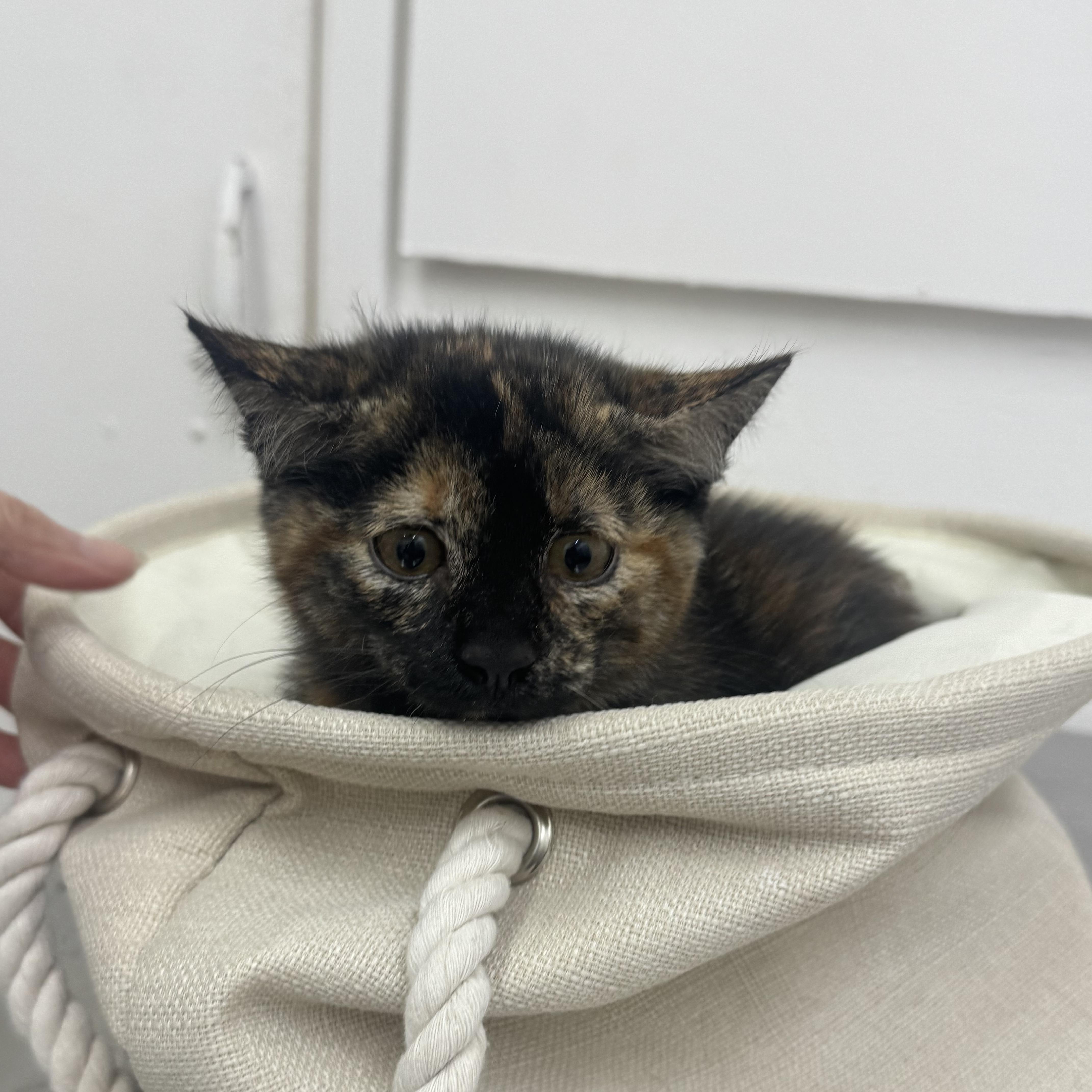 A baby small-sized female Tortoiseshell Domestic Short Hair cat named Princess for adoption in Sonora, CA