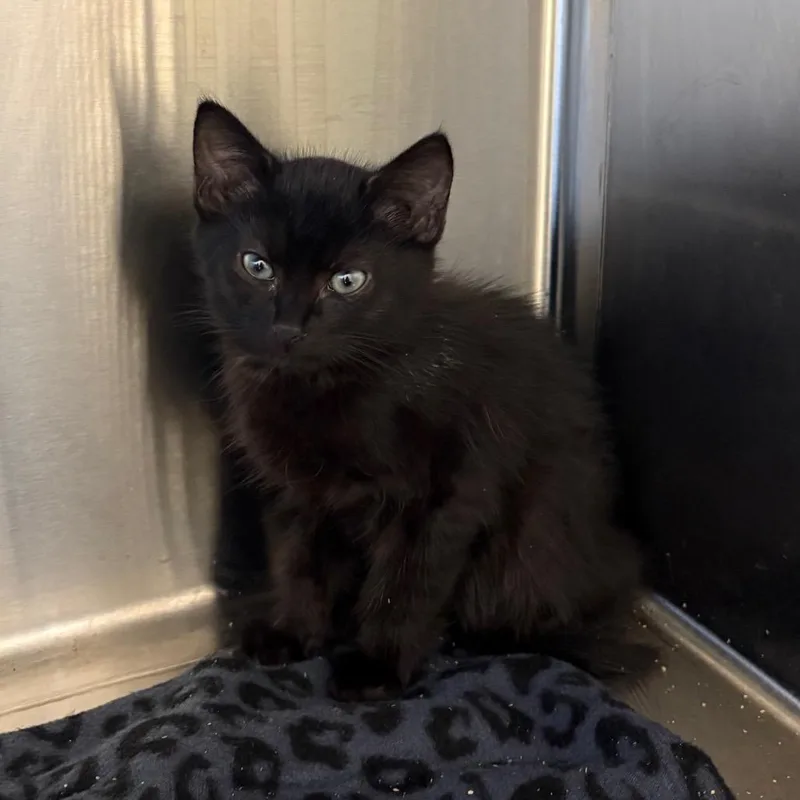 A baby small-sized male Black Domestic Short Hair cat named Meenie for adoption in Morganton, NC