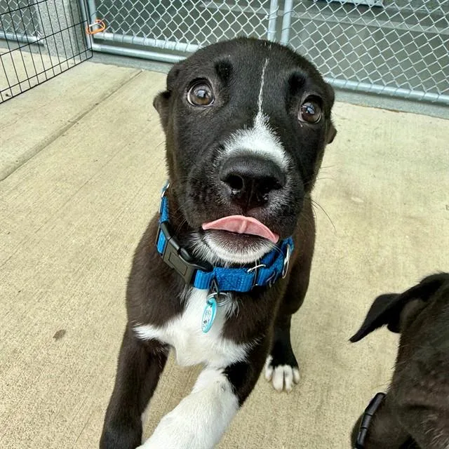 A baby small-sized male Labrador Retriever dog named Clyde for adoption in Leesburg, VA