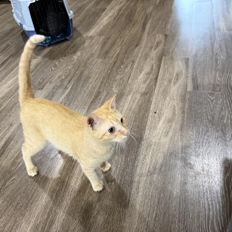 A young small-sized male Orange / Red Domestic Short Hair cat named Kuzco for adoption in Port Neches, TX