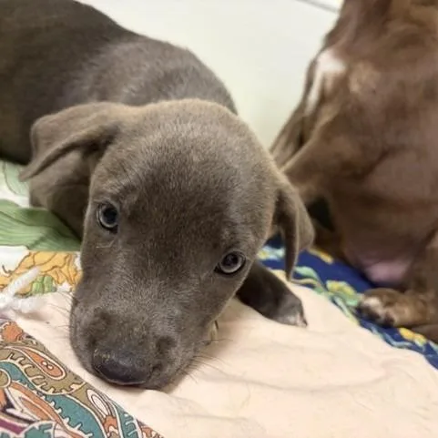 A baby small-sized male Gray / Blue / Silver Mixed Breed dog named Angus for adoption in Novelty, OH