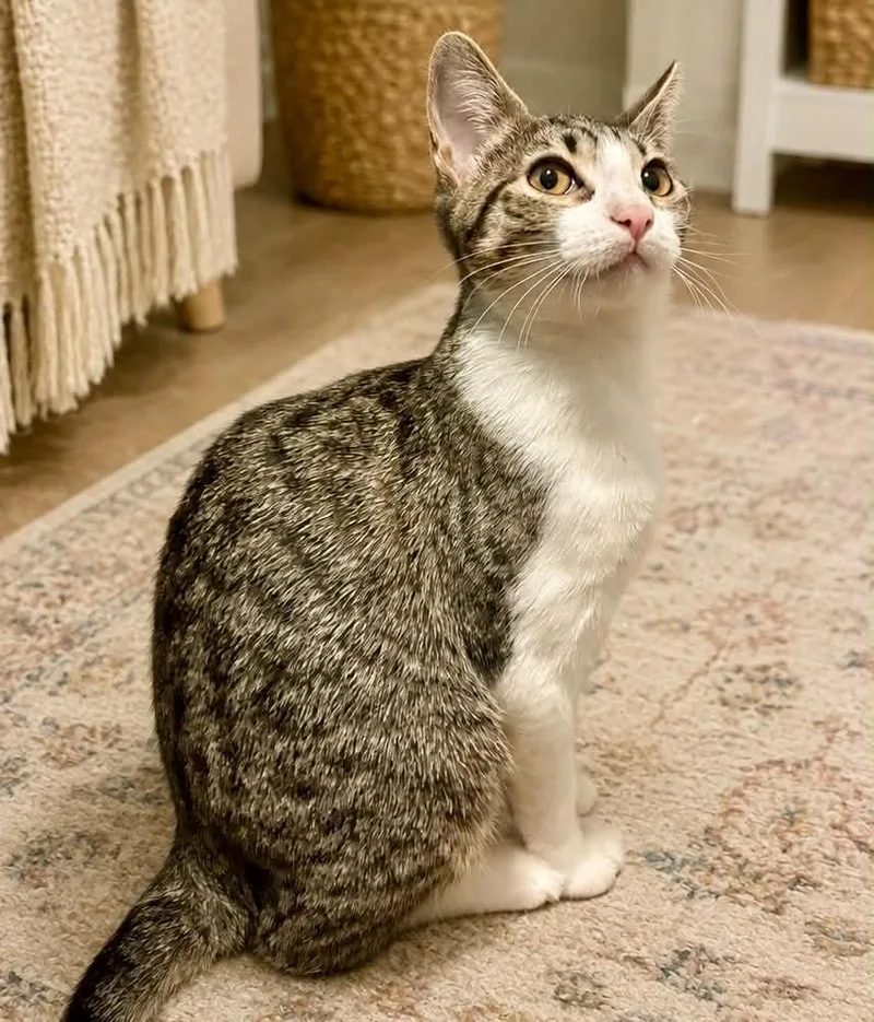 A young medium-sized female Domestic Short Hair cat named Morgan for adoption in Mansfield, TX