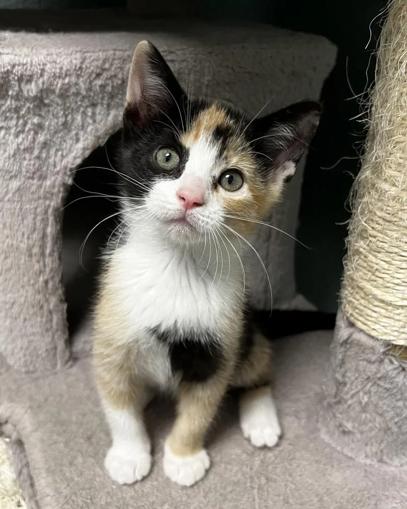 A baby small-sized female Domestic Medium Hair cat named Sparrow for adoption in Jamestown, CA