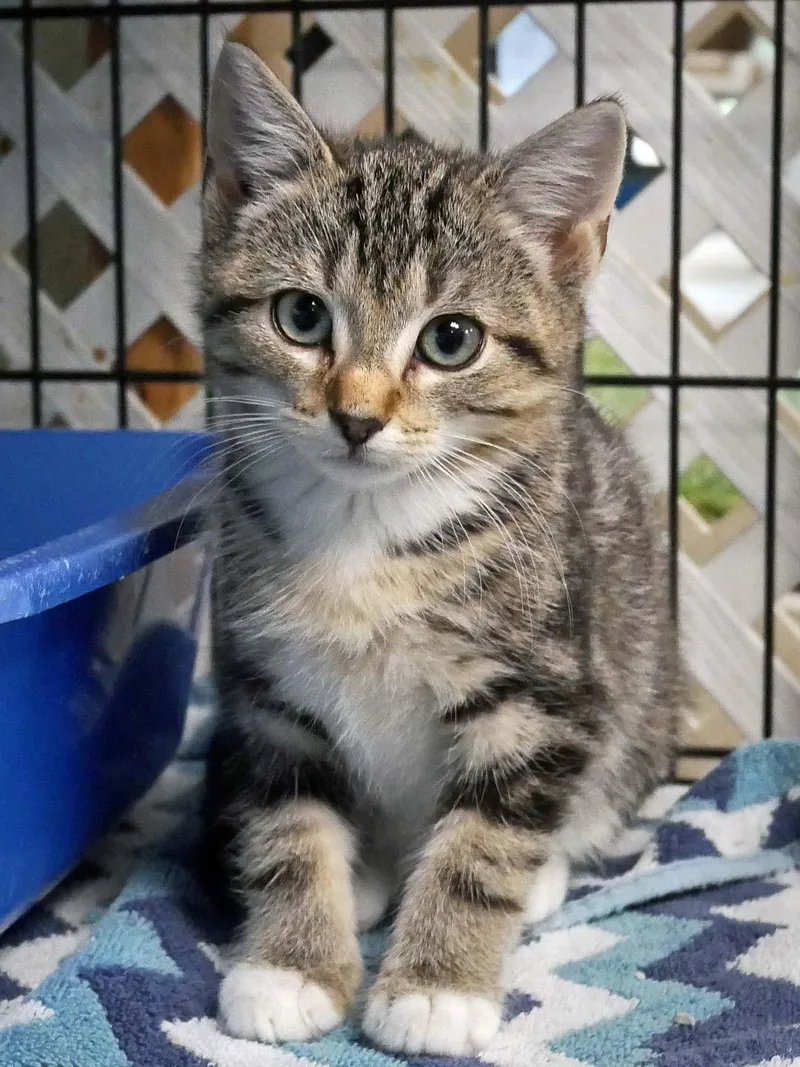 A baby small-sized female Domestic Short Hair cat named Mitzie for adoption in Bloomingdale, NJ