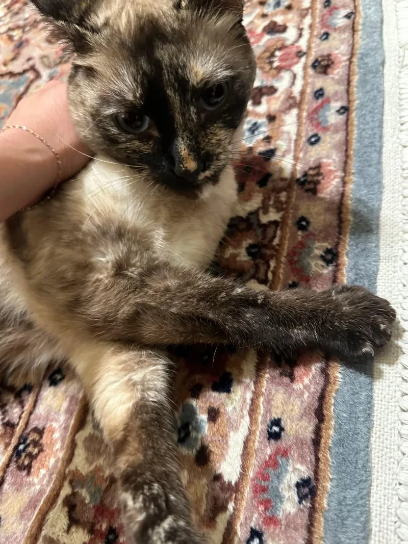 Smoochie