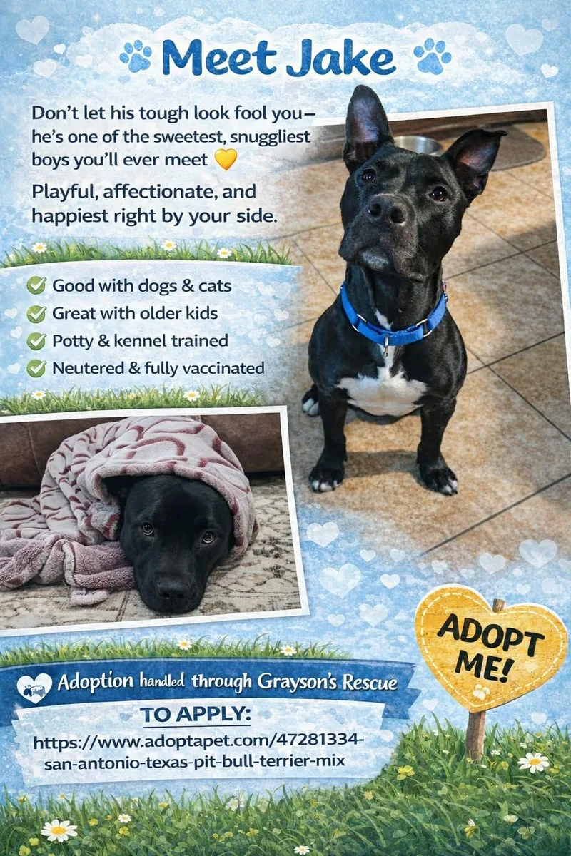 An adult large-sized male Black Pit Bull Terrier dog named Jake for adoption in San Antonio, TX