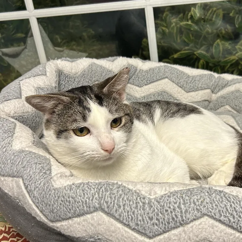 An adult medium-sized male White Domestic Short Hair cat named Harry for adoption in Oyster Bay, NY