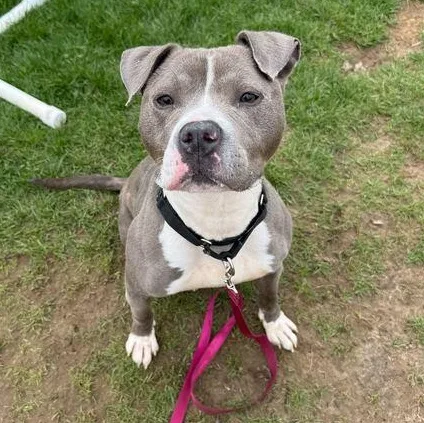 An adult medium-sized female Gray / Blue / Silver Pit Bull Terrier dog named Amora for adoption in Jackson, MI