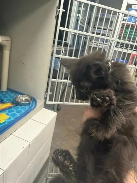 A baby medium-sized male Domestic Medium Hair cat named Mild for adoption in Dallas, TX