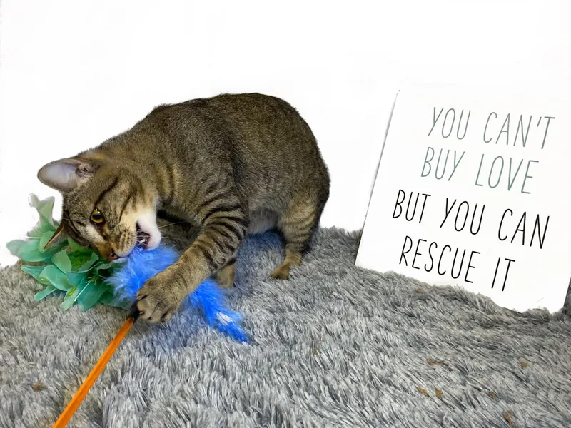 Eeyore thumbnail 2