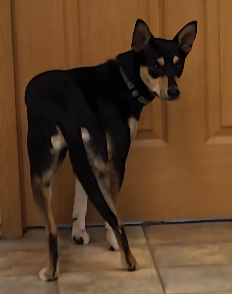 A young medium-sized female Tricolor (Brown, Black, & White) Rat Terrier dog named Teller for adoption in Neillsville, WI