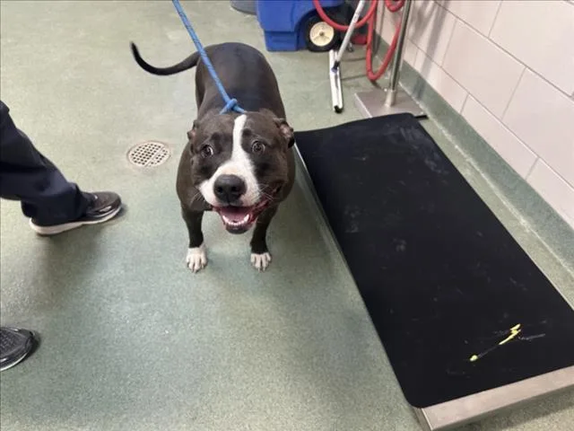 A young large-sized female Mixed Breed dog named Zia for adoption in Santa Fe, NM