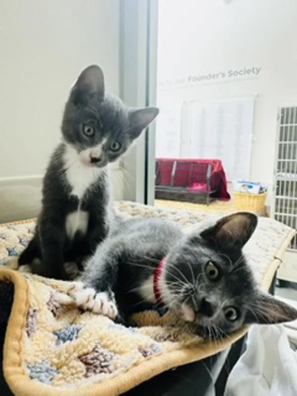 A baby small-sized male Domestic Short Hair cat named Buzz for adoption in Healdsburg, CA