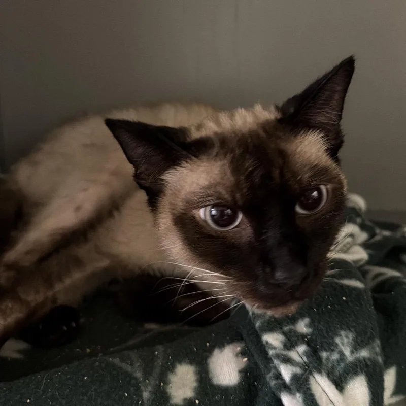 An adult large-sized male White Siamese cat named Pheonix for adoption in Newberg, OR