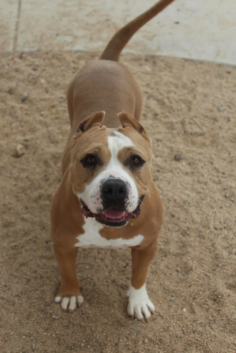 An adult medium-sized female Yellow / Tan / Blond / Fawn American Bully dog named Honeybun for adoption in Yucca Valley, CA