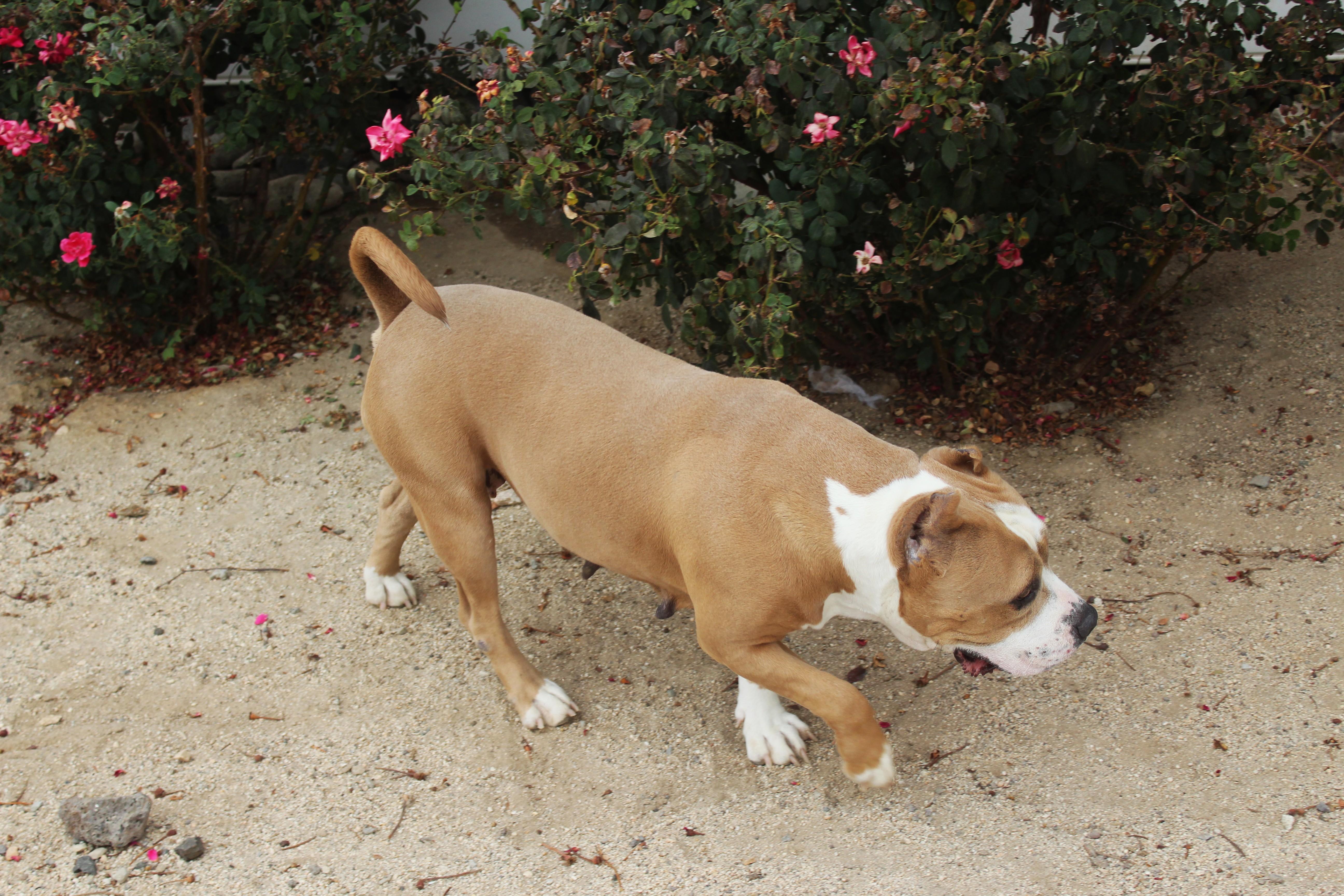 Honeybun thumbnail 6
