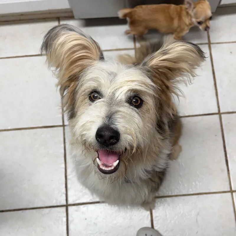A young medium-sized female Black Husky dog named Marley for adoption in Bessemer, AL