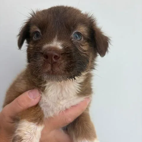 A baby medium-sized female Cattle Dog dog named Girl for adoption in Fairfax, VA