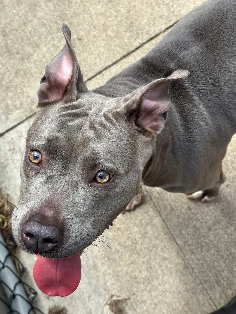 An adult medium-sized female Gray / Blue / Silver Pit Bull Terrier dog named Norelle for adoption in Chicago, IL