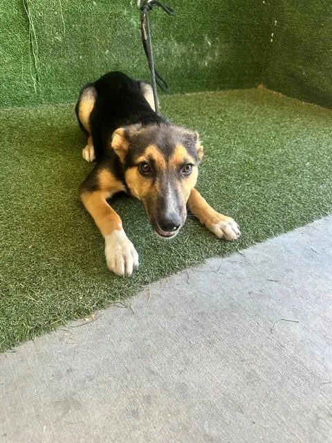 A young small-sized female German Shepherd Dog dog named Ellie for adoption in Lancaster, CA
