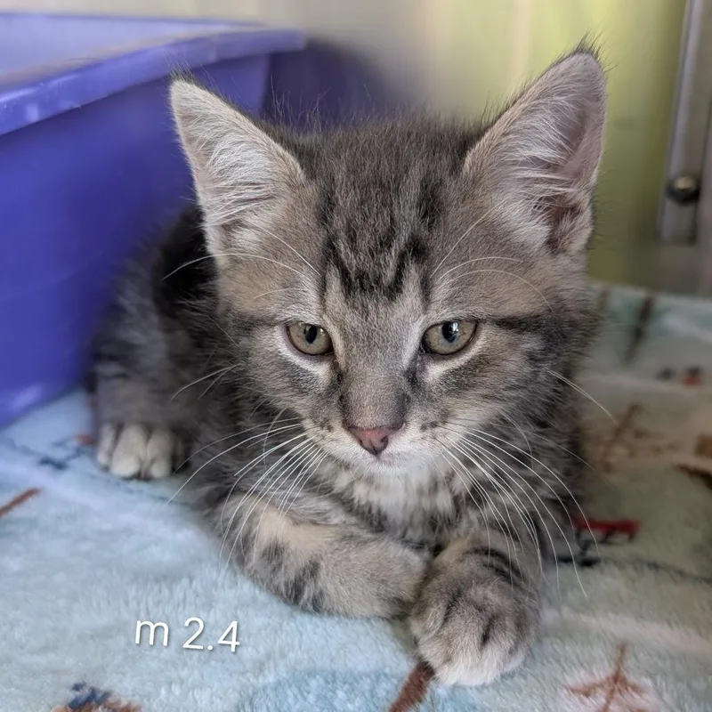 A baby small-sized male Gray / Blue / Silver Domestic Short Hair cat named Matcha for adoption in Emporia, KS