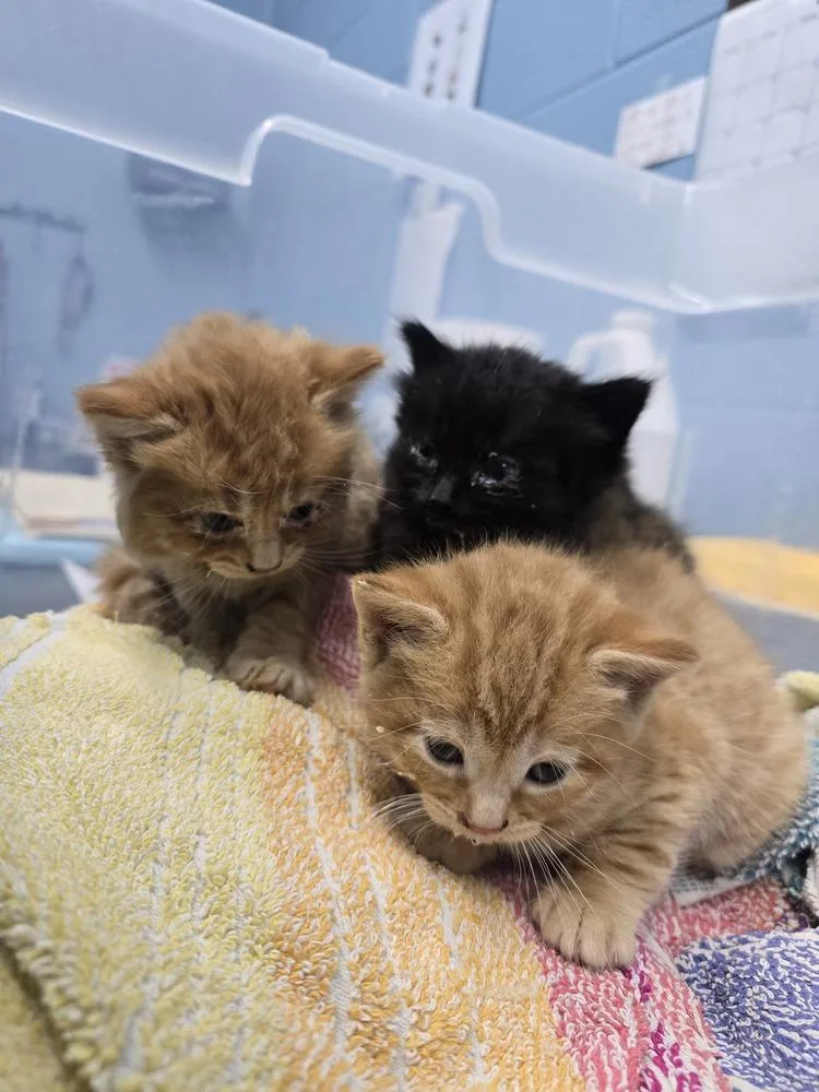 A baby small-sized male Tabby (Orange / Red) Domestic Short Hair cat named Hillcrest for adoption in Evansville, IN