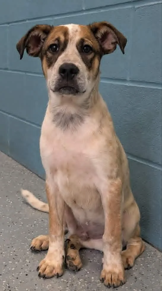 A baby medium-sized male Australian Cattle Dog / Blue Heeler dog named Kash for adoption in Seven Points, TX