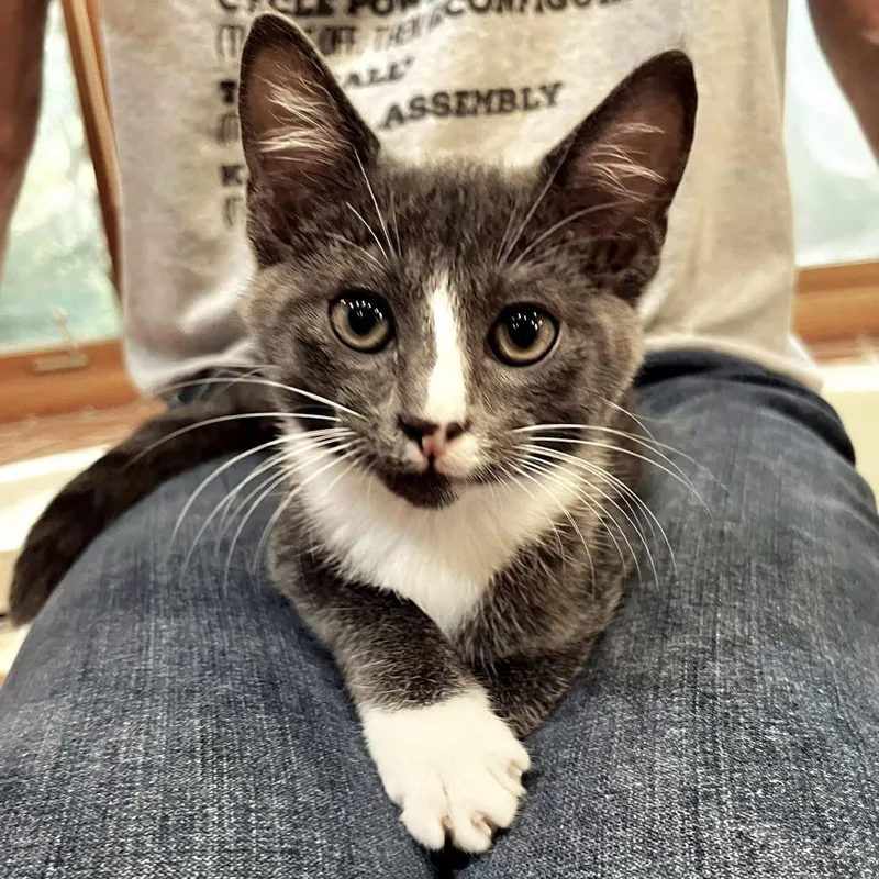 A baby small-sized female Gray / Blue / Silver Domestic Short Hair cat named Murphie for adoption in Brownsboro, AL