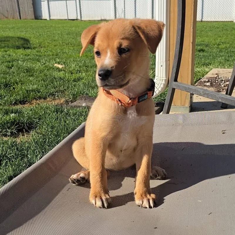 A baby medium-sized female German Shepherd Dog dog named Gamora for adoption in Houston, TX