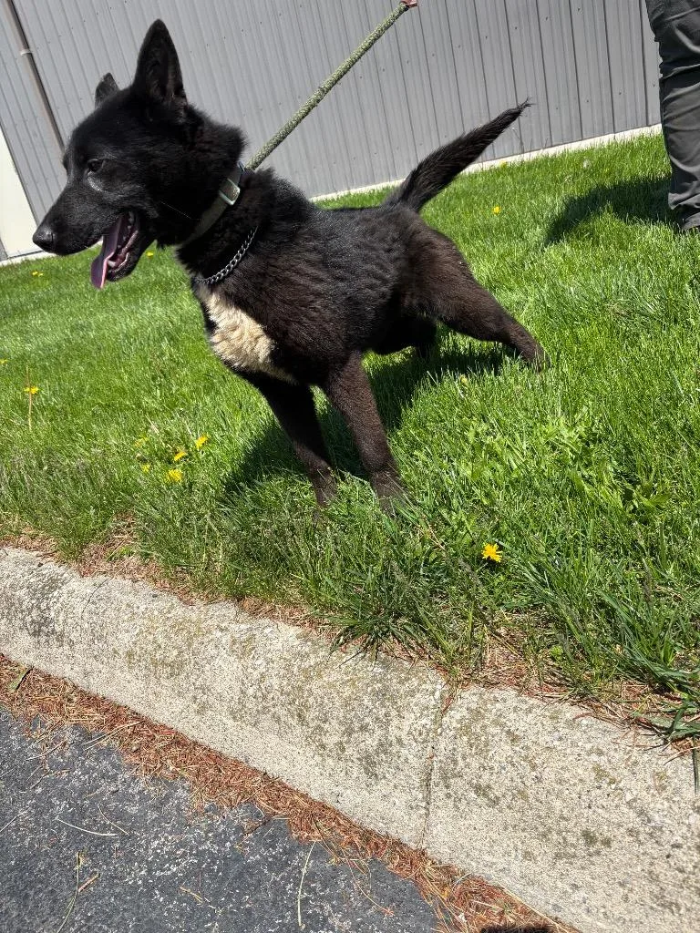 A baby medium-sized female German Shepherd Dog dog named Goose for adoption in Findlay, OH