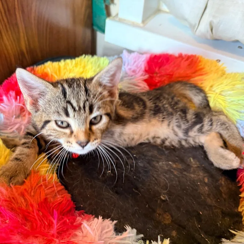 A baby small-sized male Brown / Chocolate Domestic Short Hair cat named Hutch for adoption in Irwin, PA
