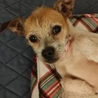 An adult small-sized male Chihuahua dog named Ace for adoption in Monticello, NY