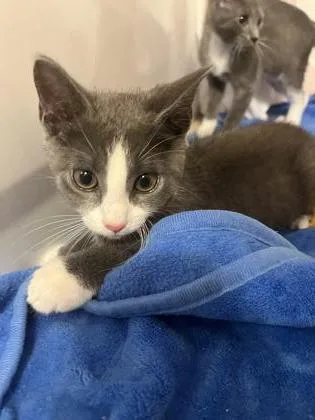 A baby medium-sized male Domestic Short Hair cat named Graydee for adoption in Washington, DC