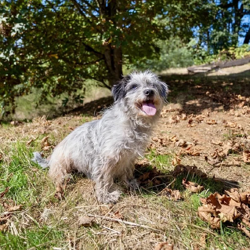 Scruffy