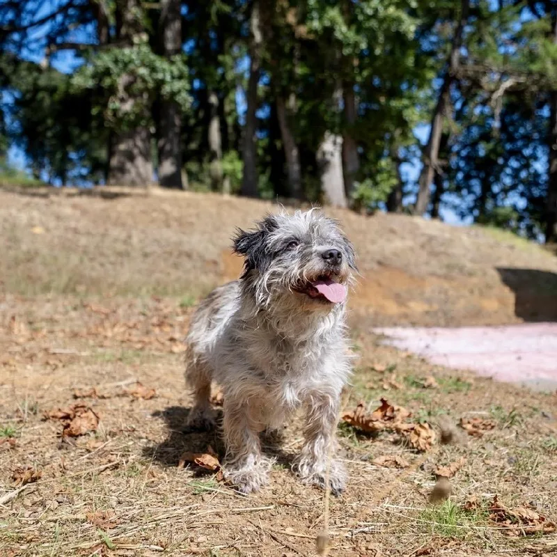 Scruffy thumbnail 3