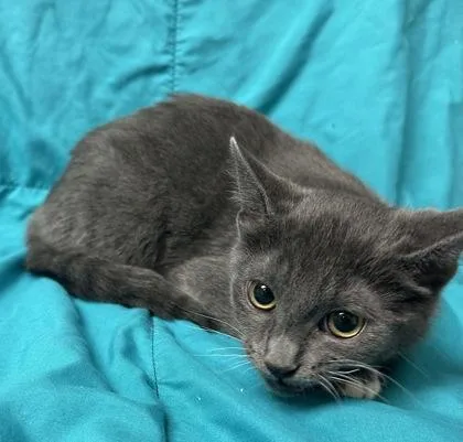 A young small-sized female Domestic Short Hair cat named Strawberry Sundae for adoption in Phoenix, AZ