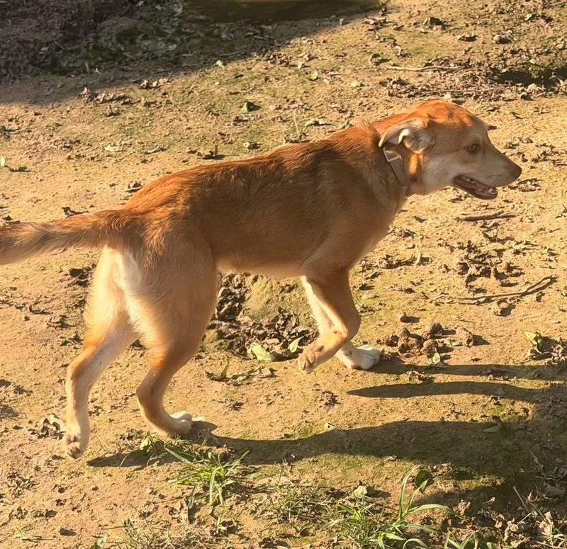 A baby medium-sized female Yellow / Tan / Blond / Fawn Labrador Retriever dog named Olivia for adoption in Calera, AL