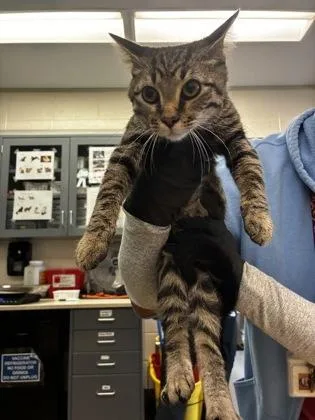 A young medium-sized male Buff / Tan / Fawn Domestic Short Hair cat named Cam for adoption in Wichita, KS