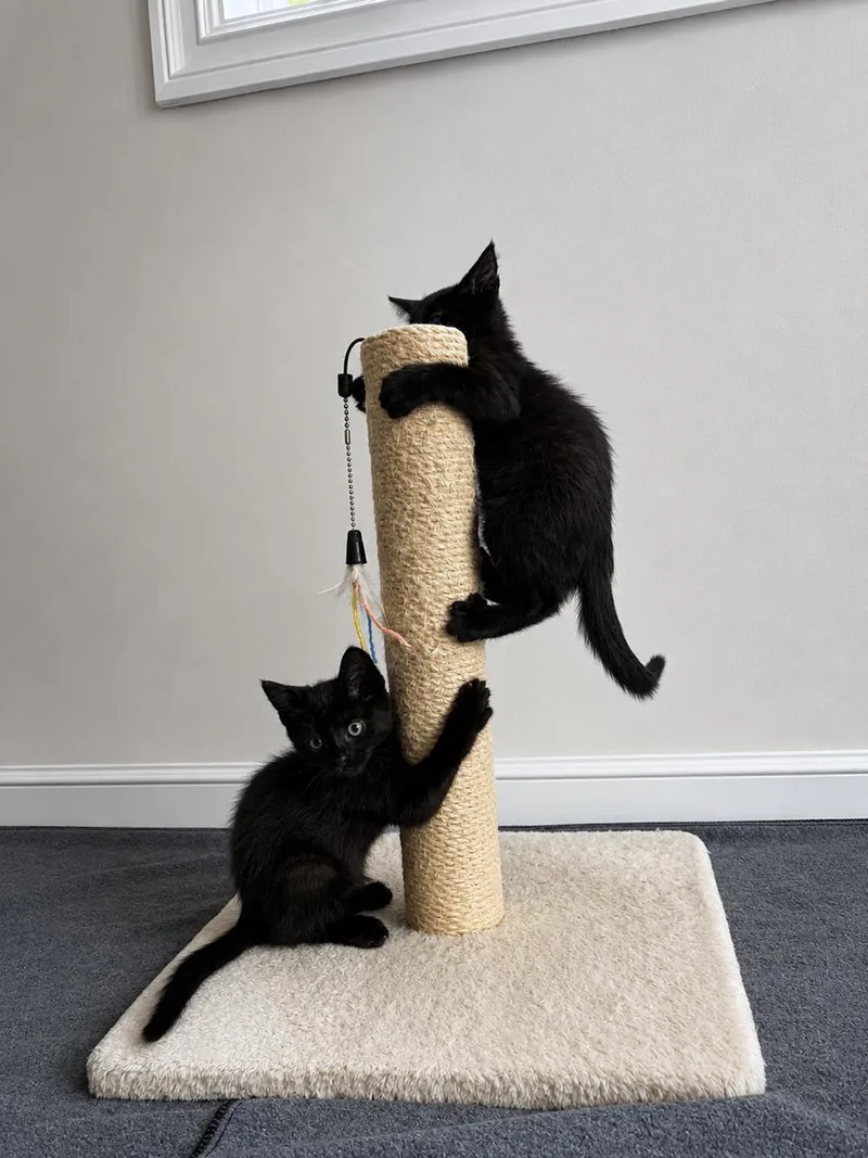 A young medium-sized female Black Domestic Short Hair cat named Olive for adoption in Los Angeles, CA
