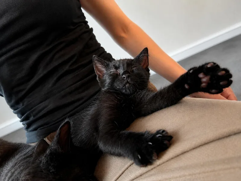 Olive thumbnail 2