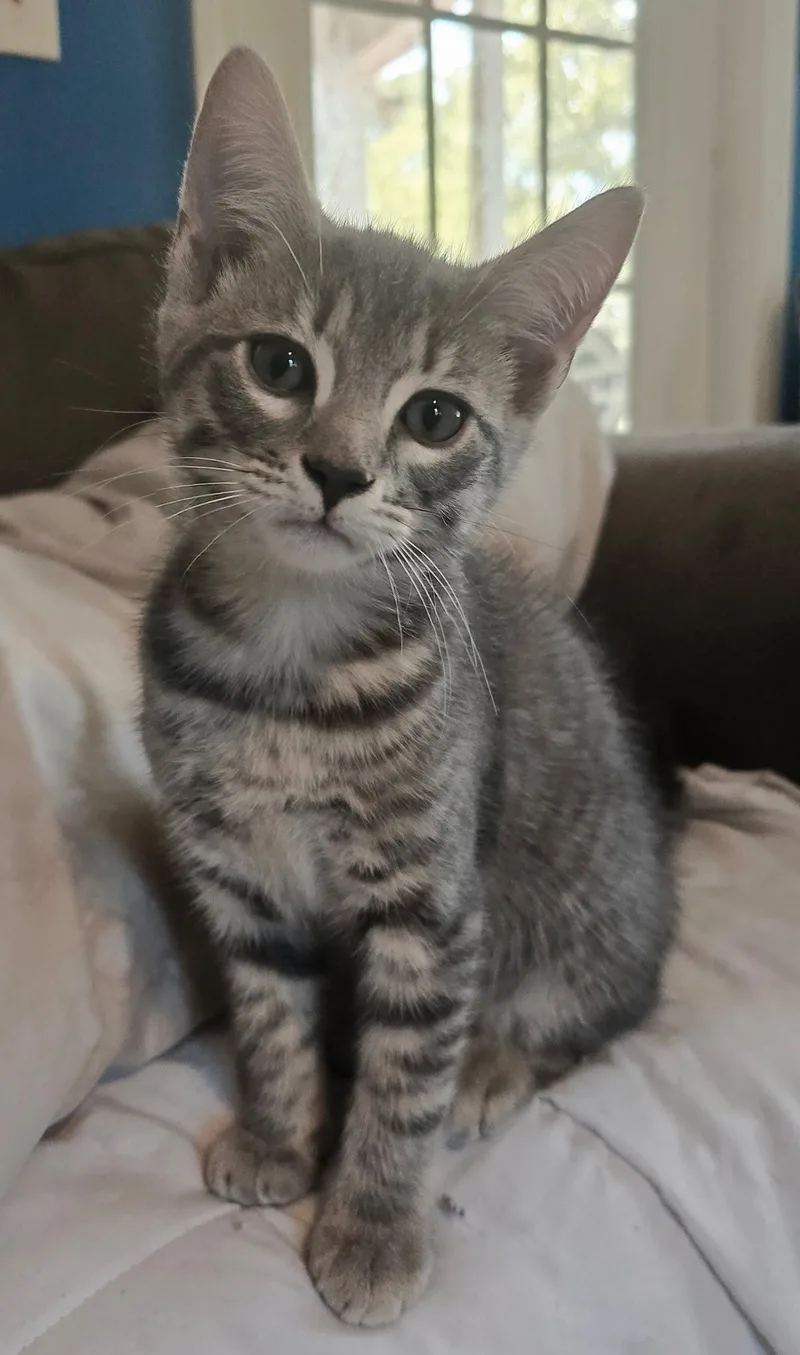 A baby medium-sized male Domestic Short Hair cat named Rolo for adoption in Wilmington, NC
