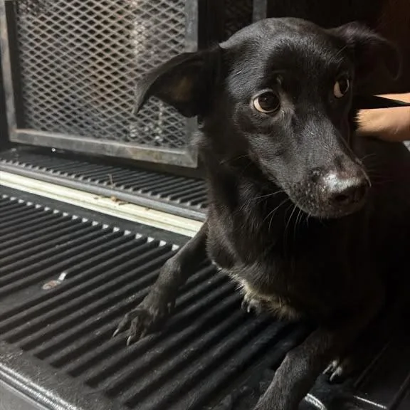 A young medium-sized female Black Mixed Breed dog named Emily Woof for adoption in Gadsden, AL