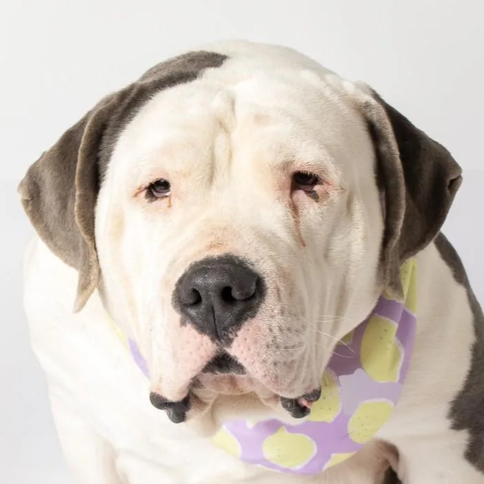 An adult extra large-sized female Pit Bull Terrier dog named Maribel for adoption in Jefferson, WI