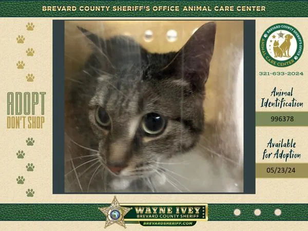 An adult large-sized female Domestic Short Hair cat named Imogen for adoption in Melbourne, FL