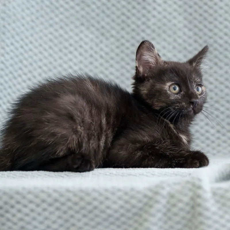 A baby small-sized female Tortoiseshell Domestic Short Hair cat named Darjeeling for adoption in Sunnyvale, CA