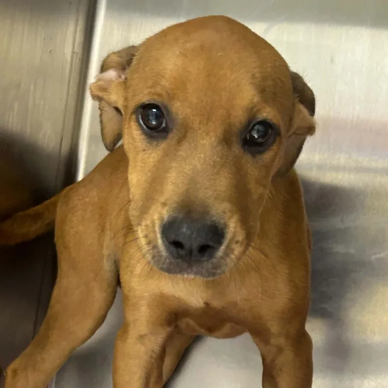 A baby small-sized female Brown / Chocolate Terrier dog named Oakley for adoption in Tyler, TX