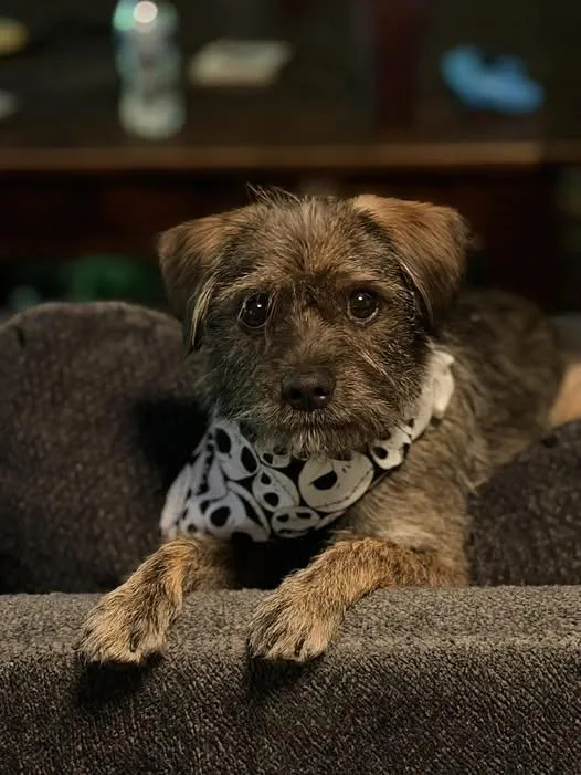 Rufus